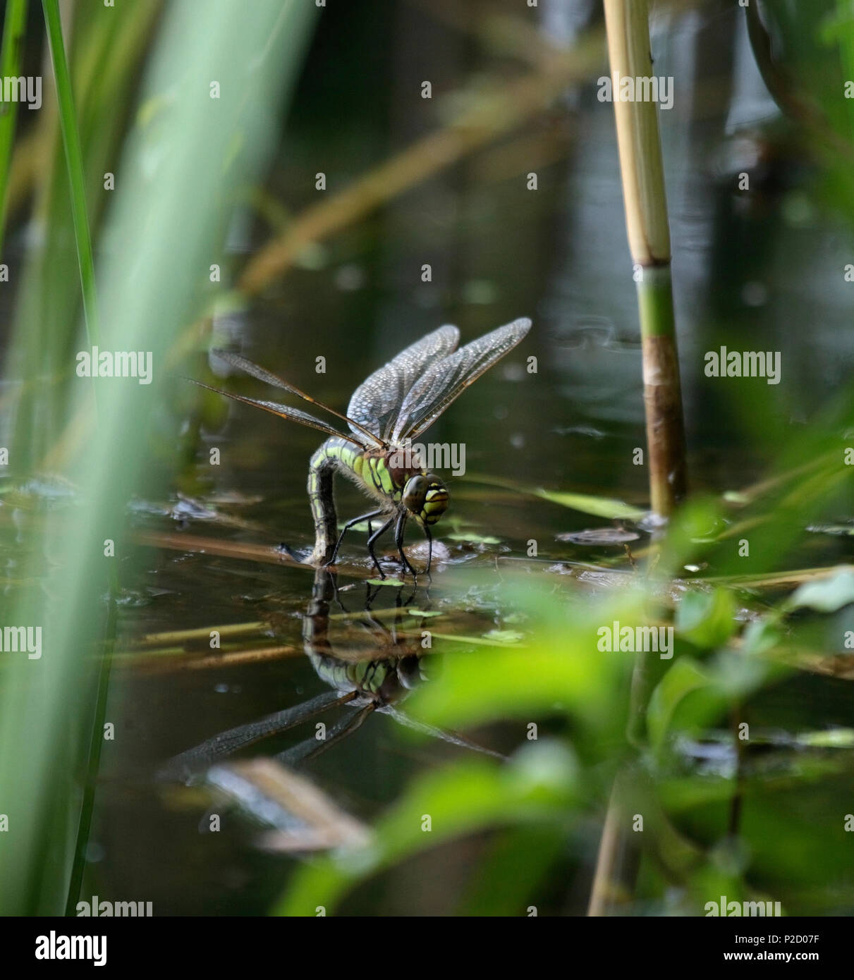 La ponte femelle libellule poilue Banque D'Images