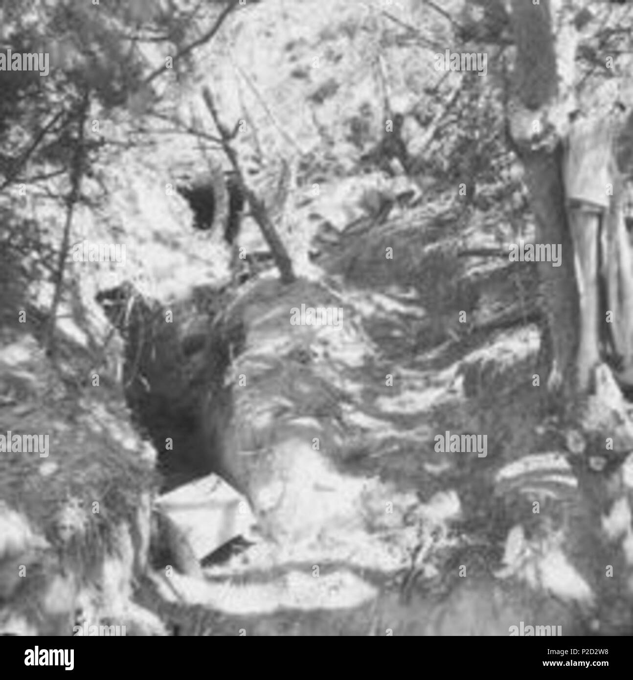 . Anglais : positions chinoises abandonnées en Corée AWM Légende : Une patrouille du 3e Bataillon du Royal Australian Regiment (3 RAR), est venu à travers la Corée du Nord ou chinois abandonnés bunkers, coupé en un coteau. Ils sont bien camouflés par les pins poussant dans les terrains vallonnés. Remarque La boîte de carton vide et d'autres débris à l'entrée pour les bunkers. c. Octobre 1951. Hobson, Phillip Oliver Hobson 2 positions chinoises abandonnées Corée Octobre 1951 HOBJ (MN2502) Banque D'Images