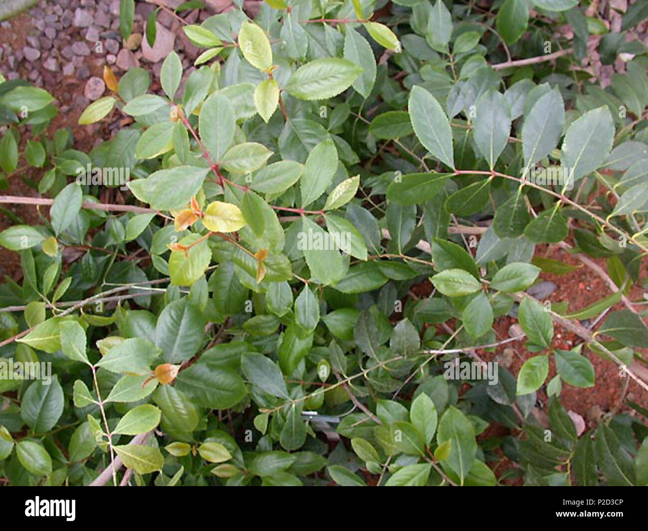 . Catha edulis . Utilisateur:Katpatuka 11 Catha edulis Banque D'Images