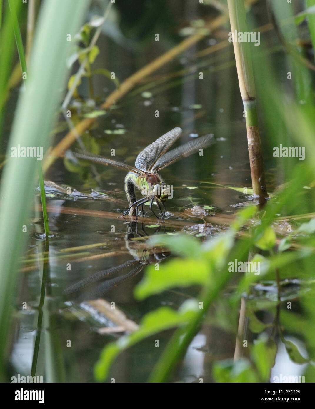 La ponte femelle libellule poilue Banque D'Images