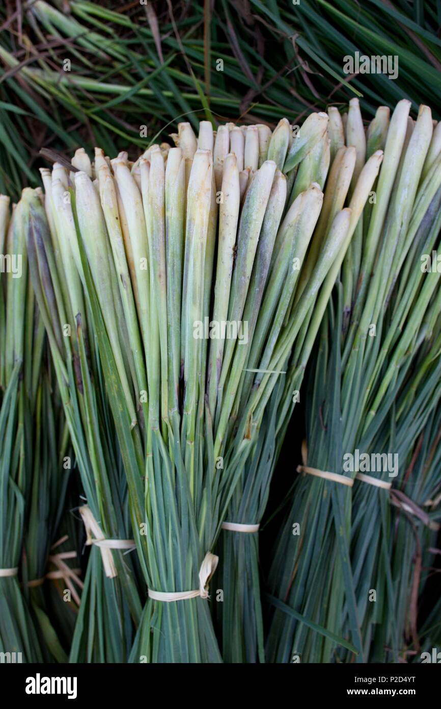 La Thaïlande, le nord de la Thaïlande, la récolte de citronnelle Banque D'Images