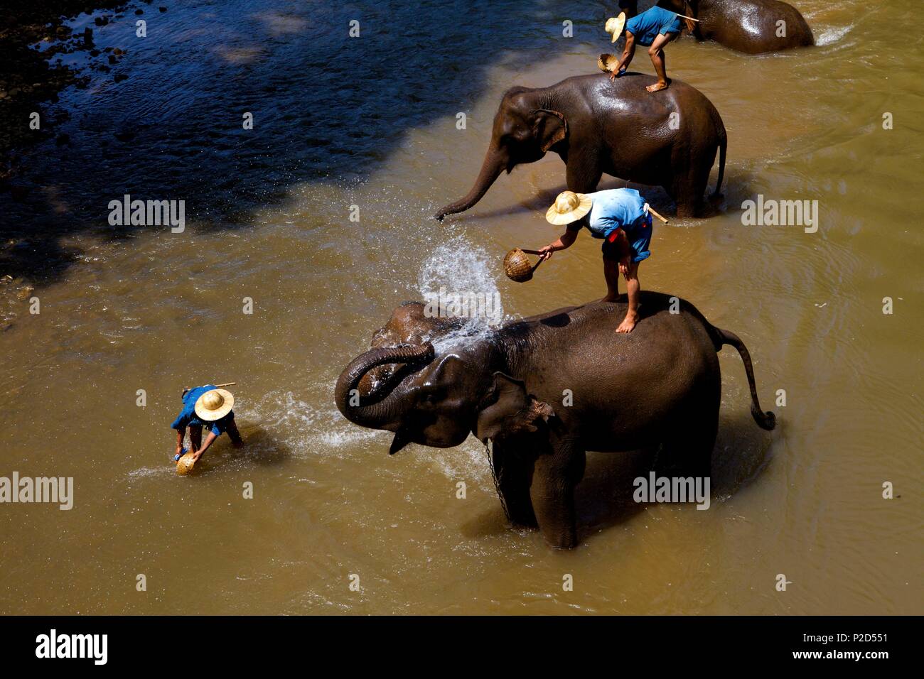 La Thaïlande, le nord de la Thaïlande, l'éléphant lave Banque D'Images