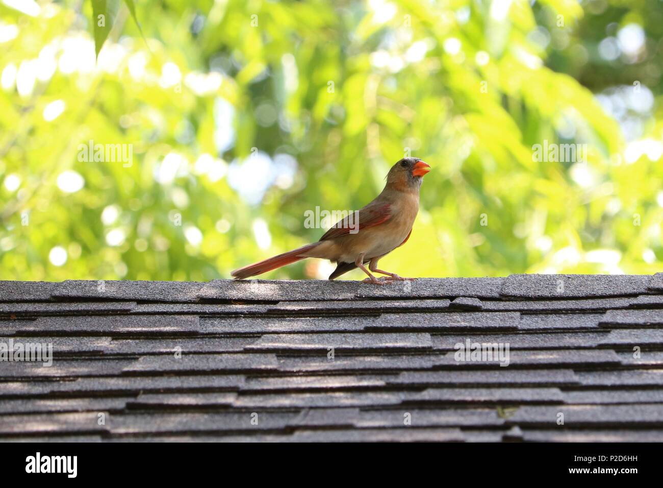Sur le toit, d'oiseau cardinal femelle Banque D'Images