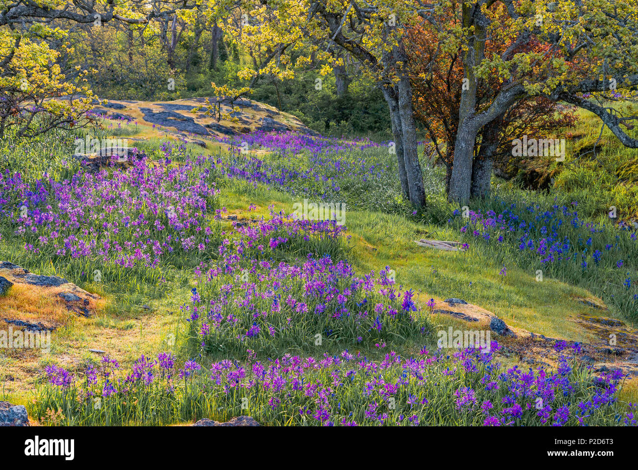 Garry oak meadow avec camas, parc Uplands, Oak Bay, Victoria (Colombie-Britannique, Canada) Banque D'Images
