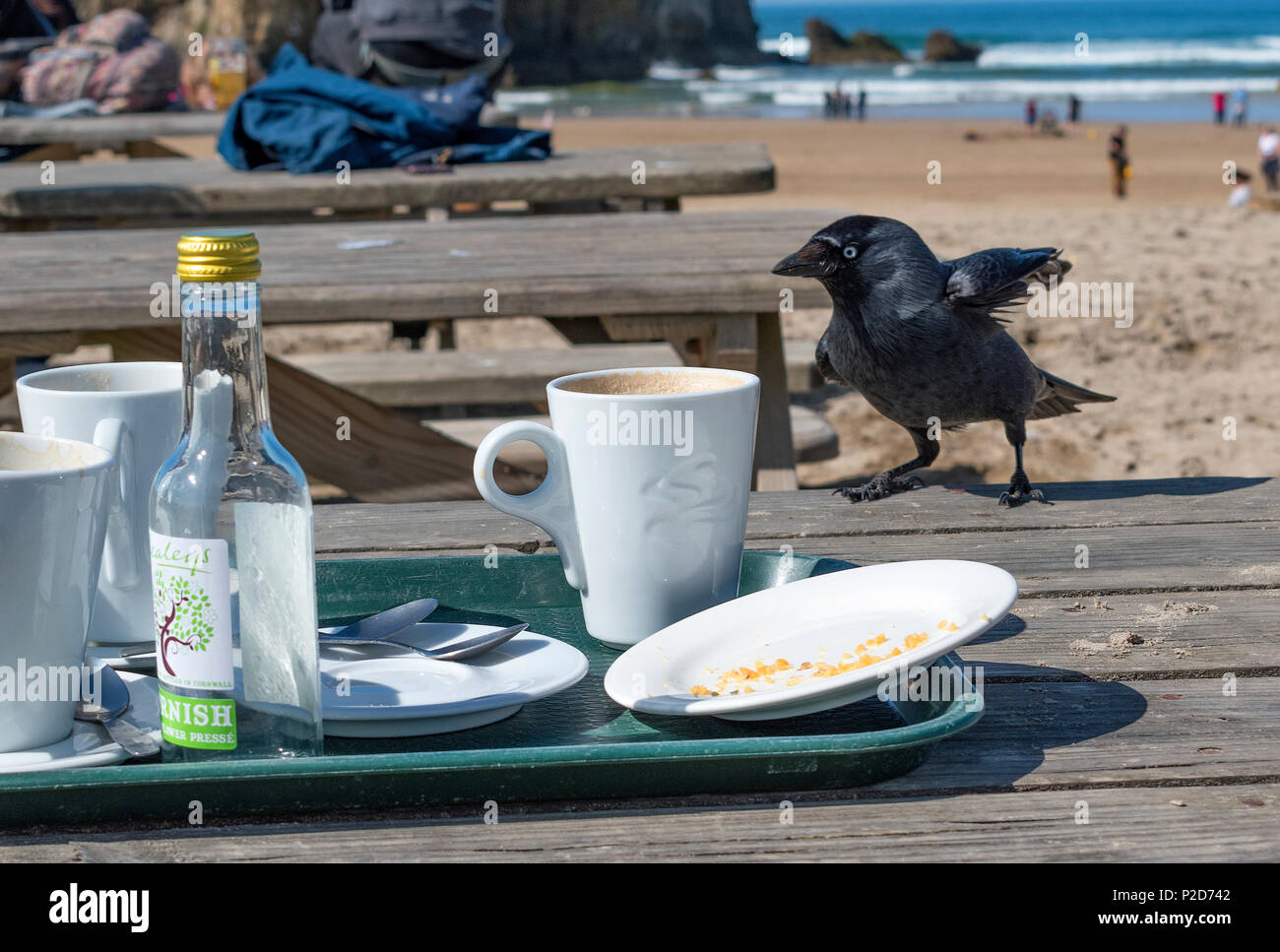 Les charognards jackdaw pour les restes à une plage cafe table à Cornwall, Angleterre, britai, Royaume-Uni. Banque D'Images