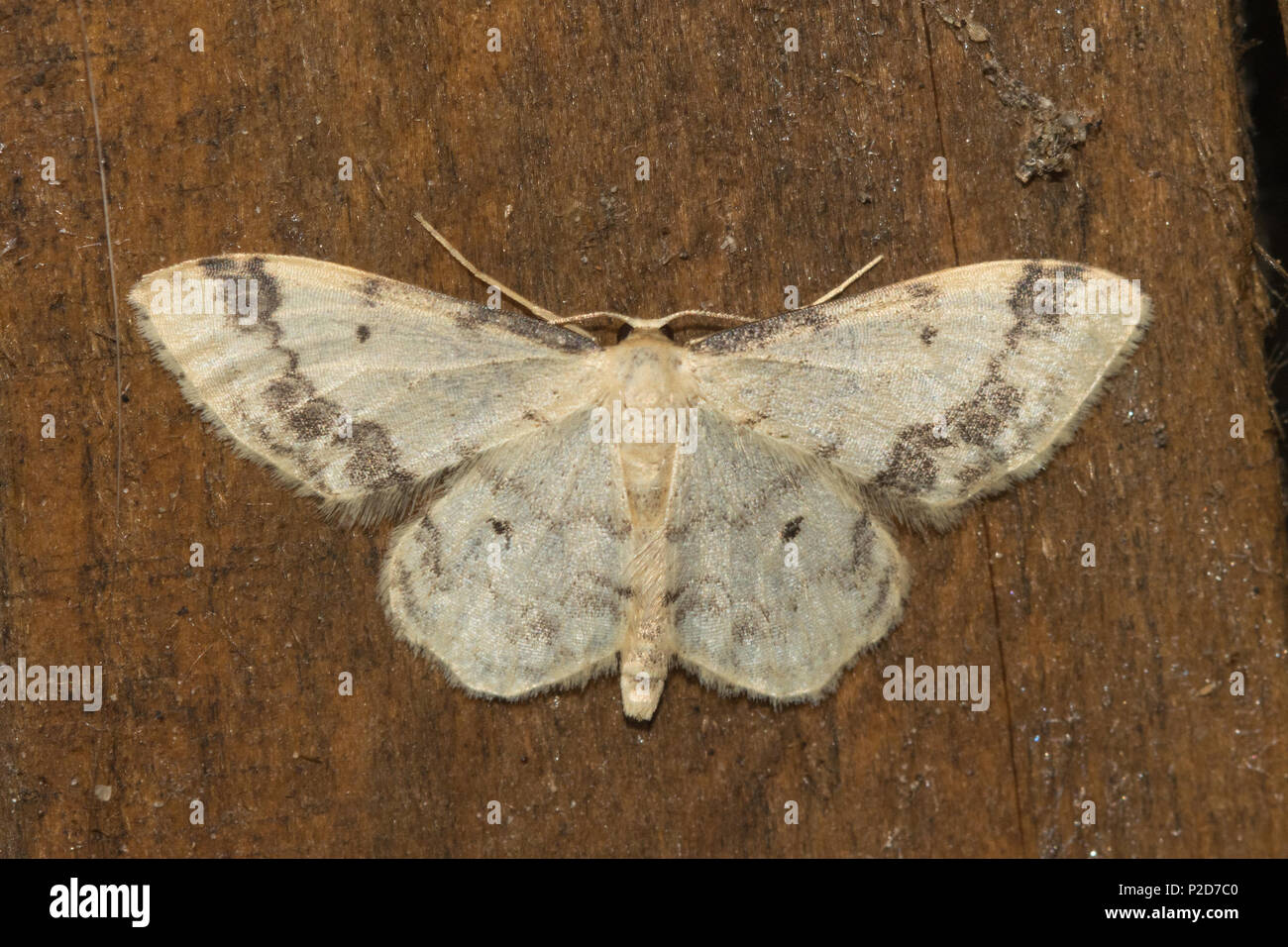 Treble tache marron (Idaea trigeminata), un membre de la famille des Banque D'Images