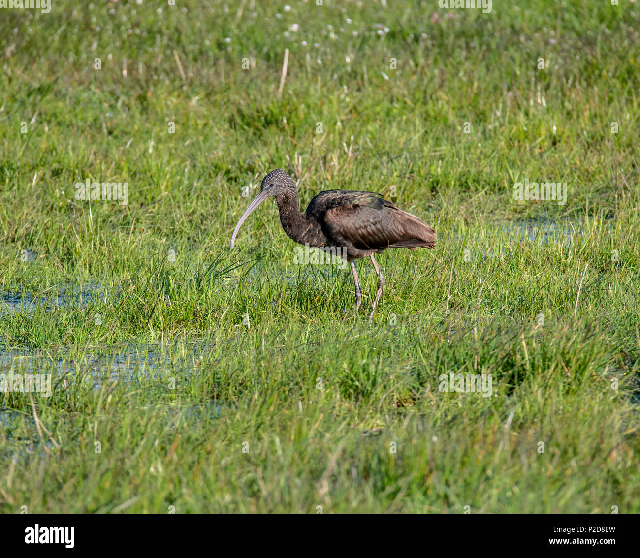 L'Ibis près de Druridge Piscines, Northumberland, England Banque D'Images