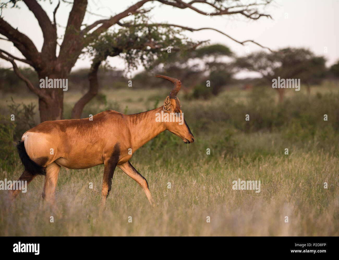 Hartebeest rouge (Alcelaphus buselaphus caama) ou antilope du Cap Hartebeest à côté ou promenades en profil dans l'herbe au parc national de Mokala, Afrique du Sud Banque D'Images