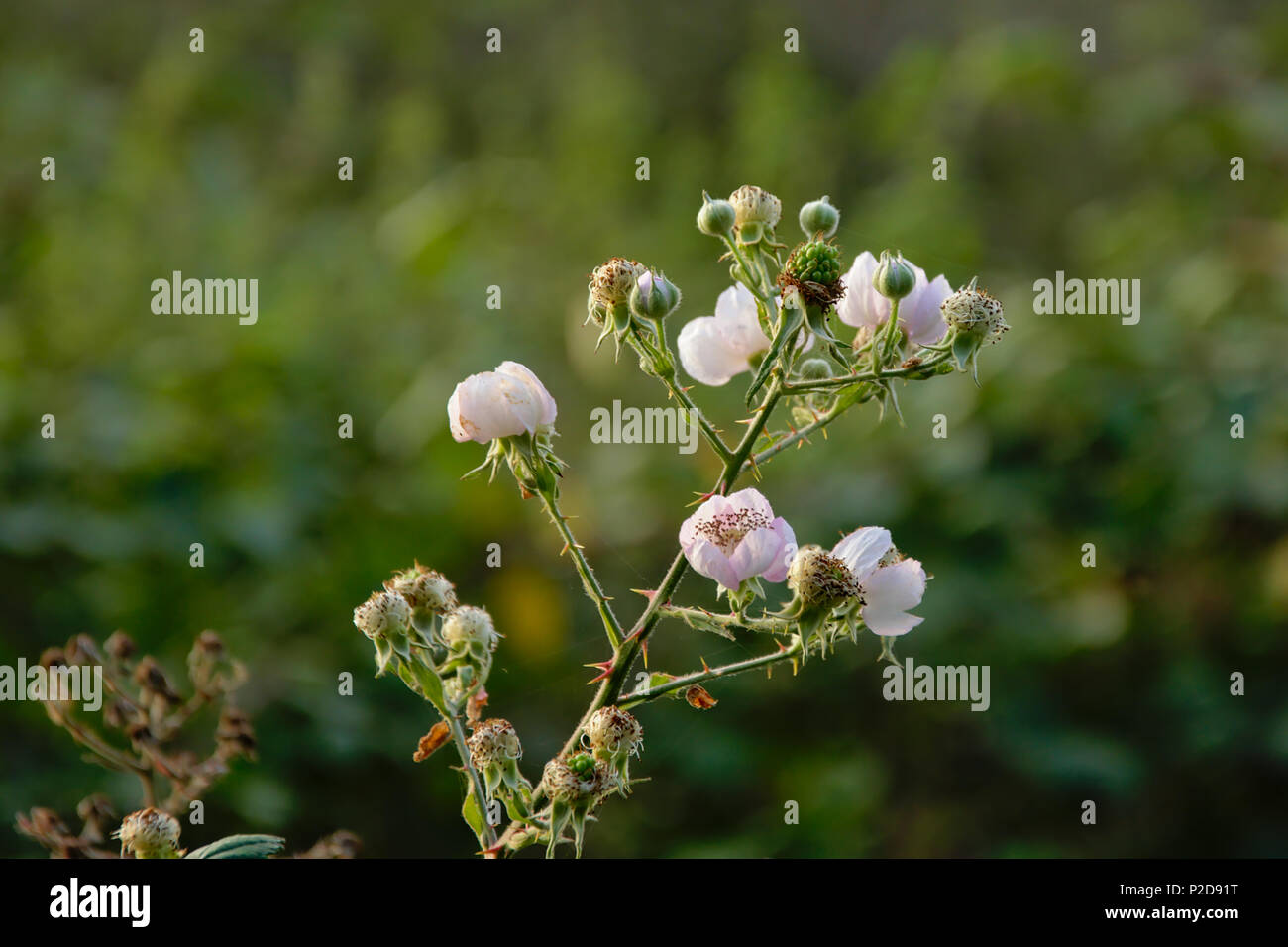 Framboise sauvage blanc fleurs, selective focus - Rubus idaeus Banque D'Images