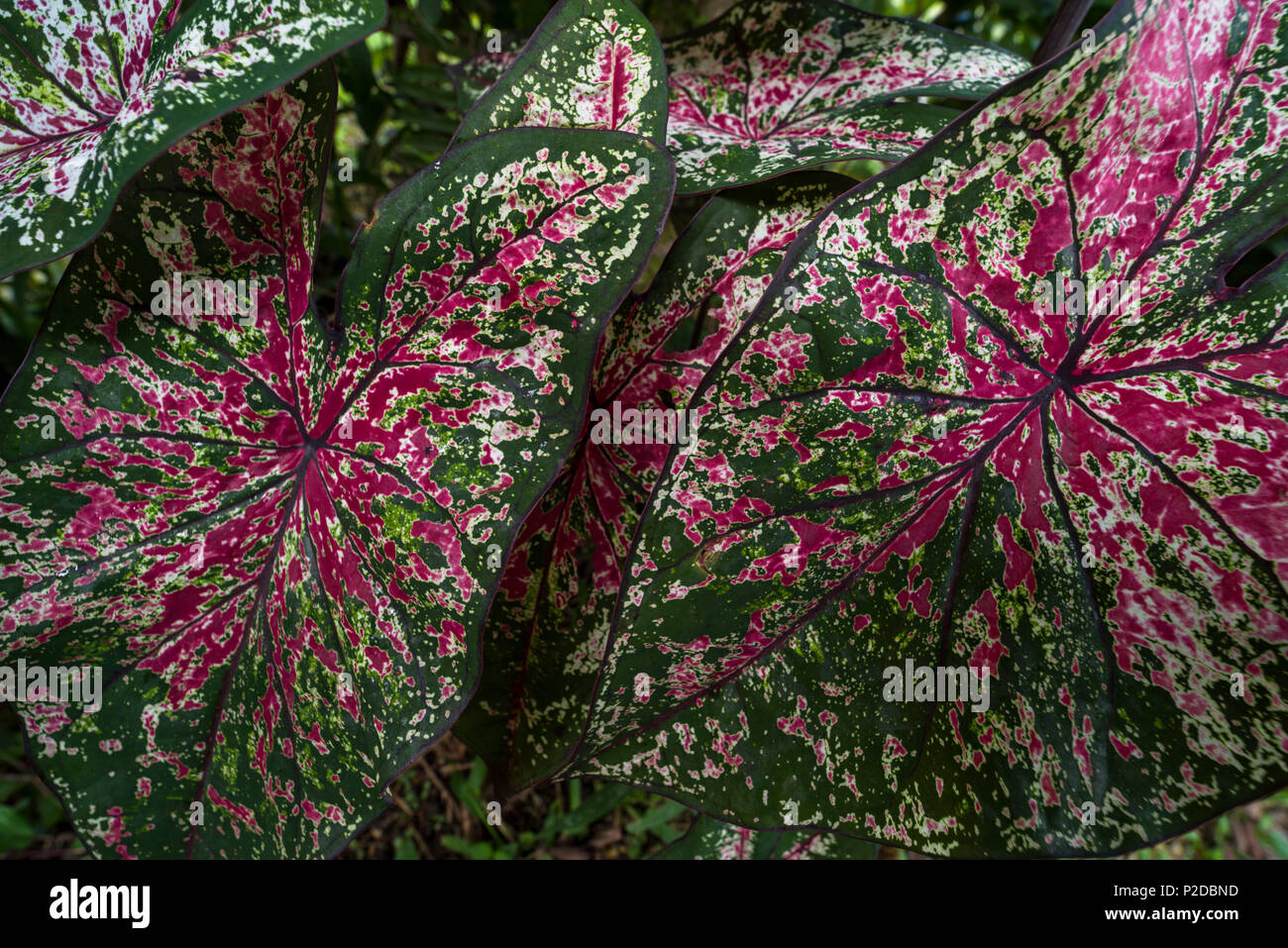 Caladio, Corazón de Jesús Caladium bicolor nature libre Banque D'Images