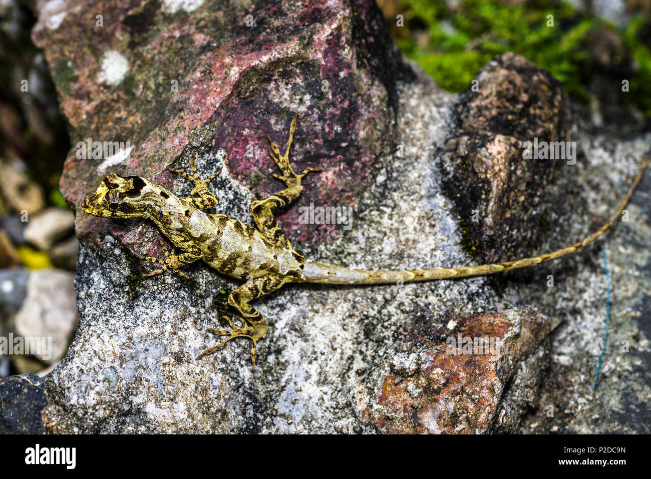 Petit lézard blanc et jaune image prise au Panama Banque D'Images