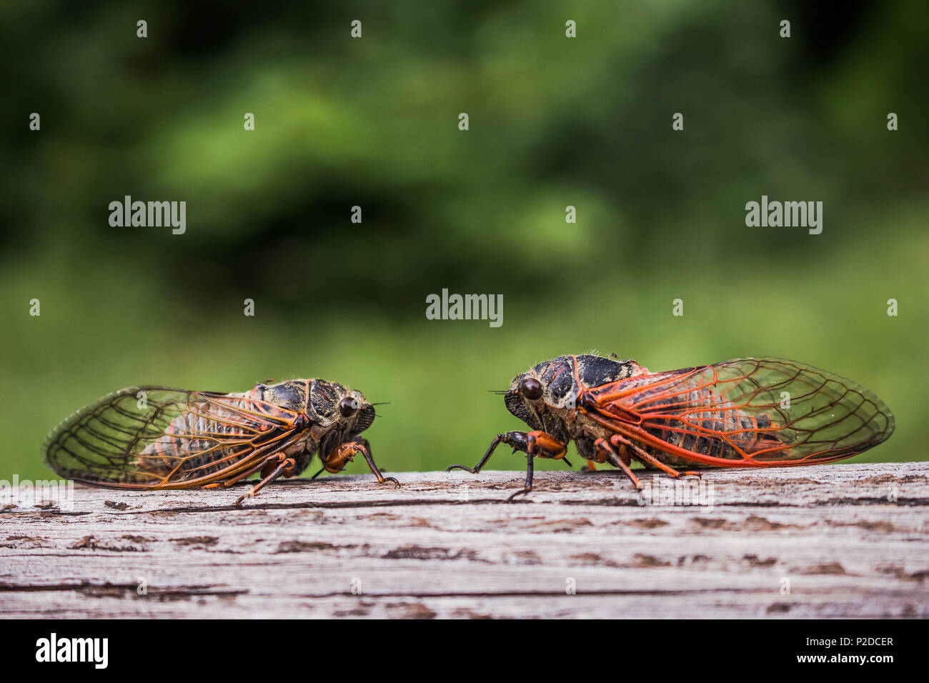 Deux cigales adultes Tibicina citharinidae avec veines orange sur les ailes Banque D'Images