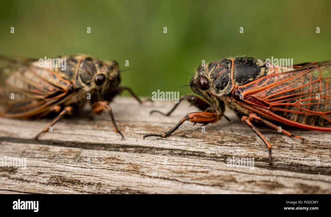 Deux cigales adultes Tibicina citharinidae avec veines orange sur les ailes Banque D'Images