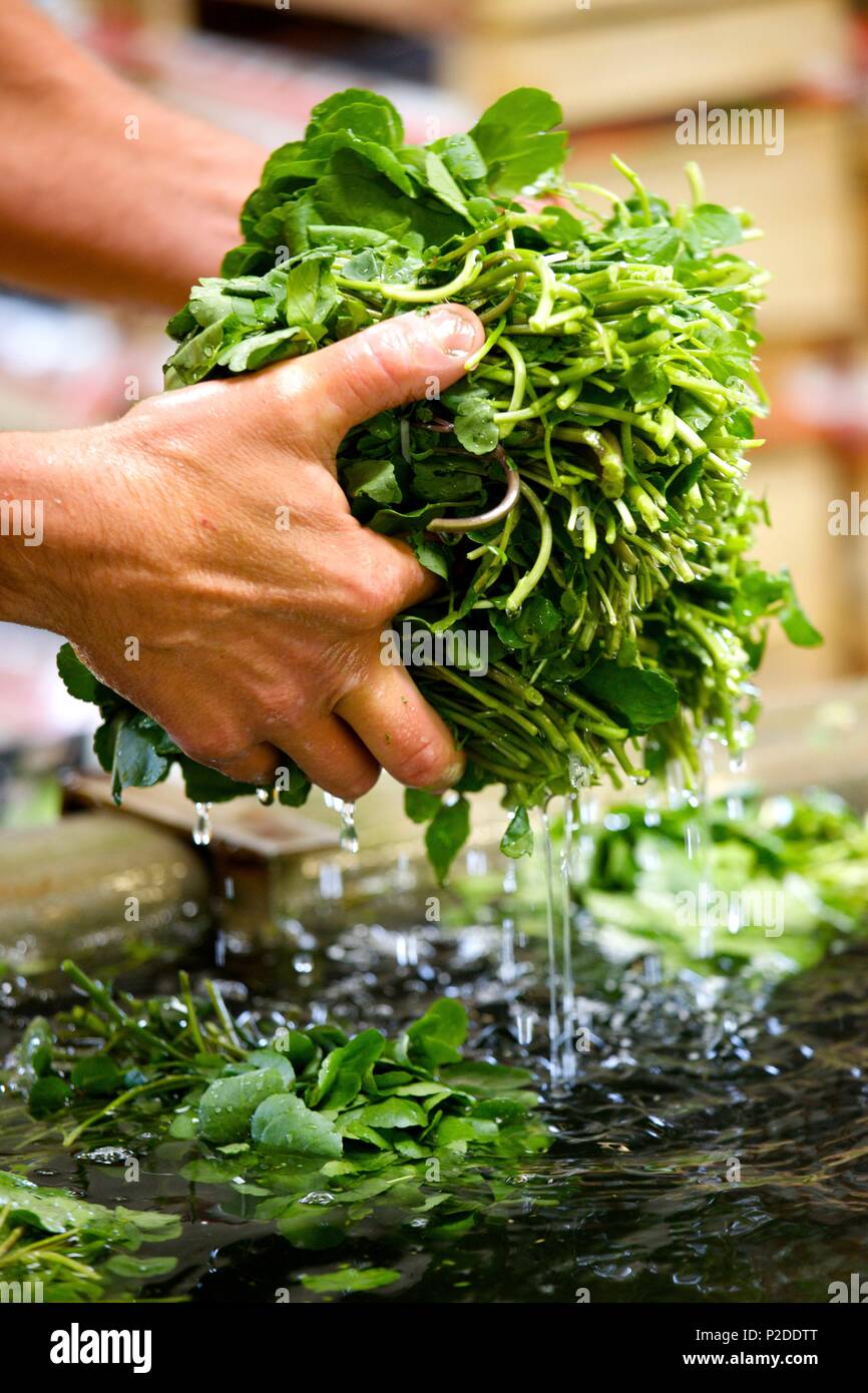 France, Paris, Versailles, cresson cress, lave Banque D'Images
