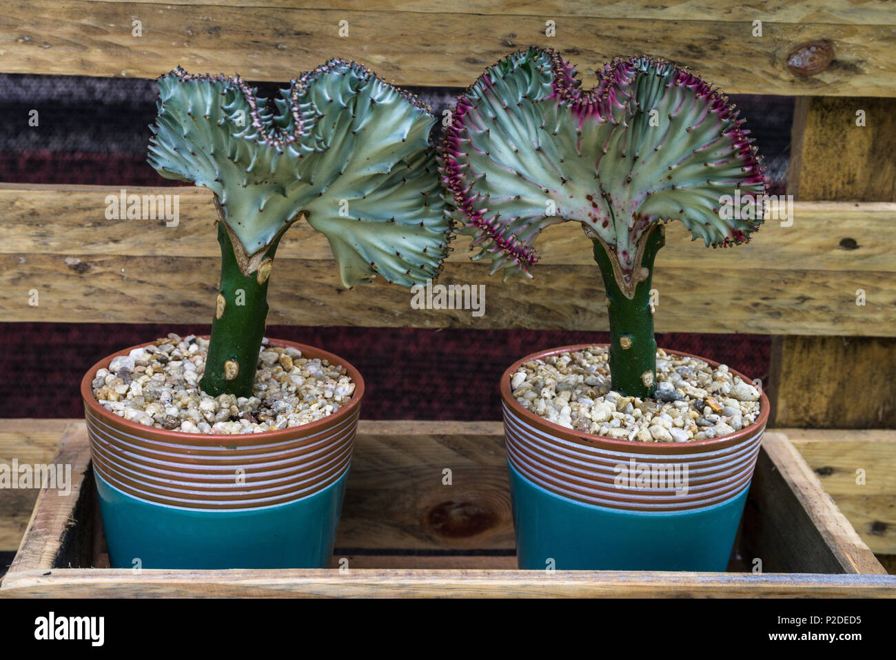 L'Euphorbia lactea aussi appelé cactus candélabres nature libre Banque D'Images