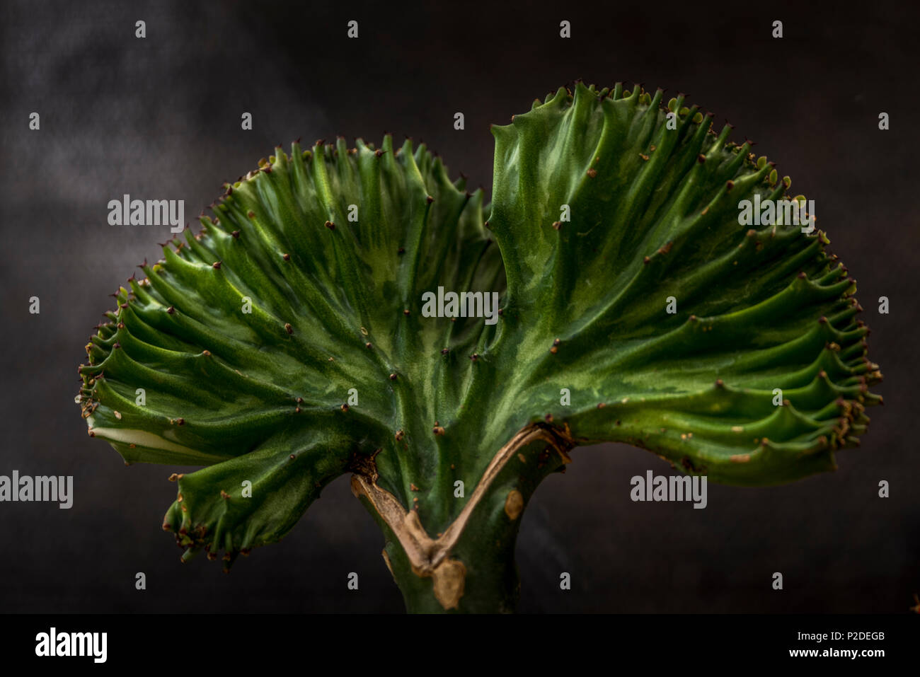 L'Euphorbia lactea aussi appelé cactus candélabres nature libre Banque D'Images
