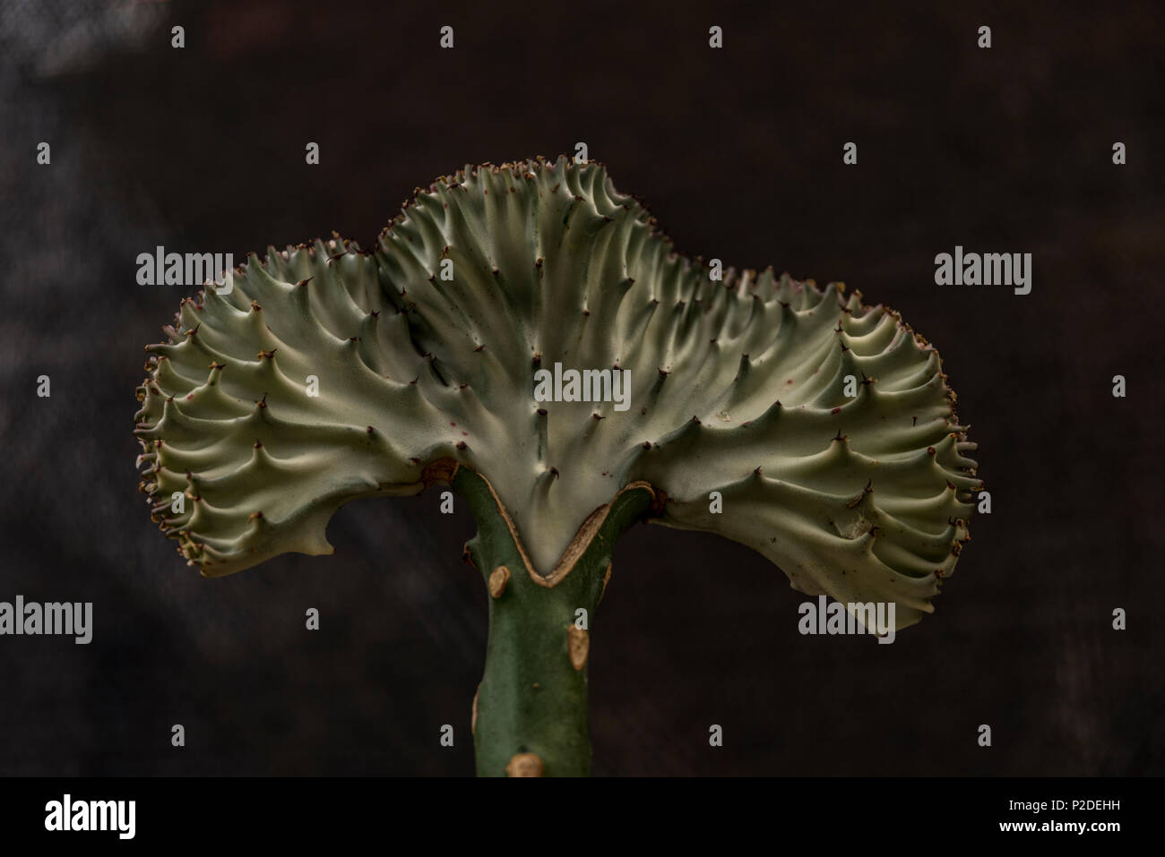 L'Euphorbia lactea aussi appelé cactus candélabres nature libre Banque D'Images