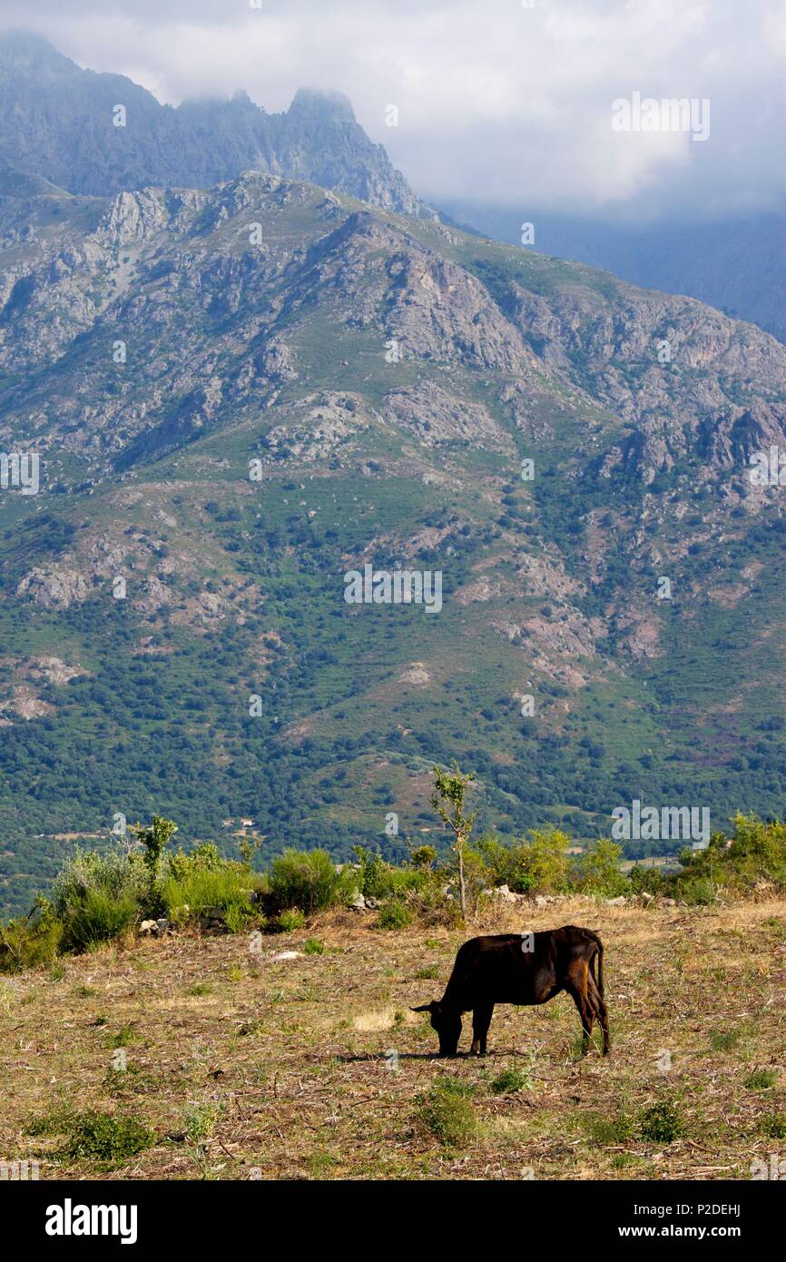 France, Haute Corse, Balagne, paysage Banque D'Images