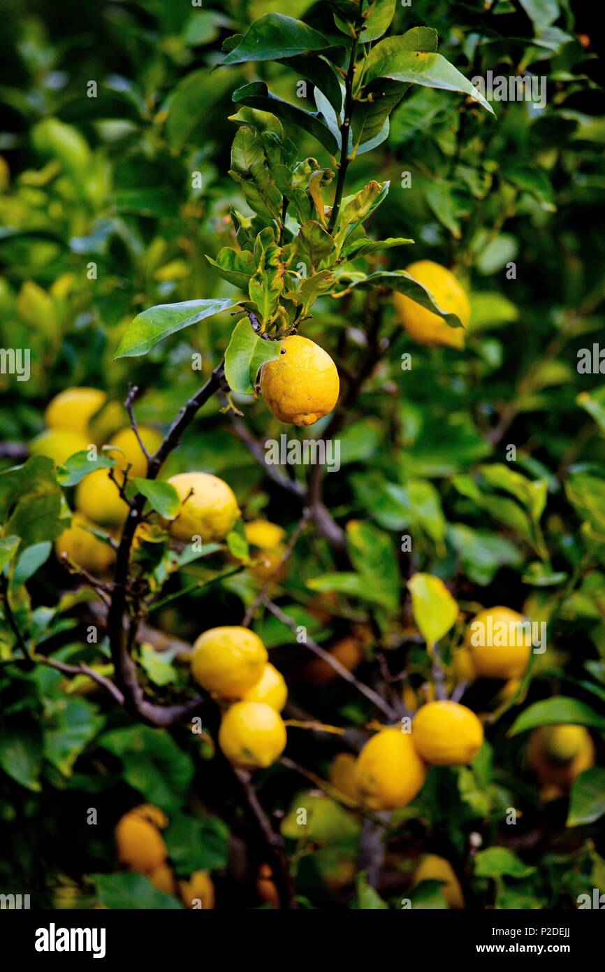 France, Haute Corse, Balagne, Lemon Tree Banque D'Images
