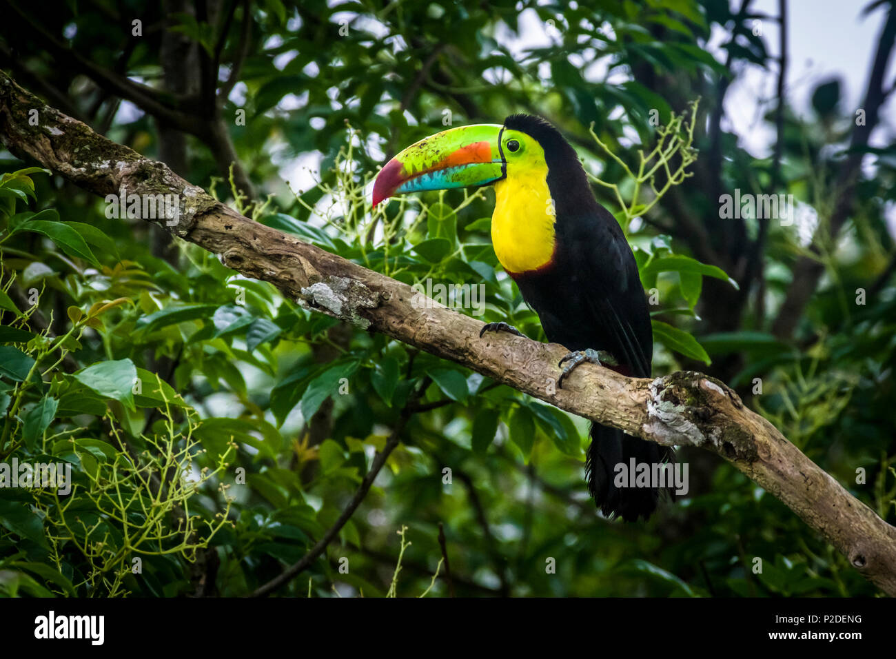 Keel-billed toucan (Ramphastos sulfuratus), également connu sous le nom de soufre ou toucan toucan à arc-en-ciel Banque D'Images