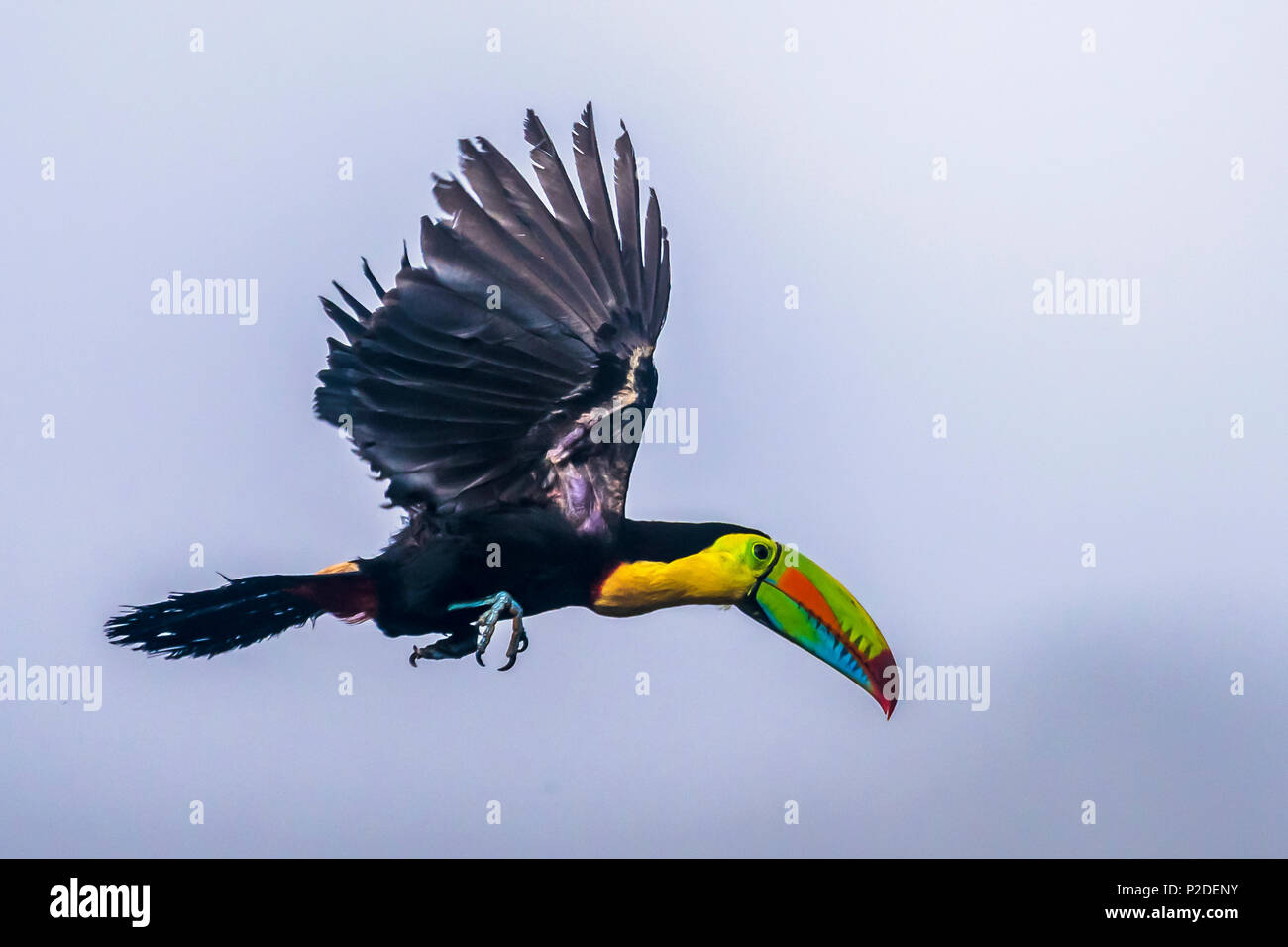 Toucan à carène en vol BIF Banque D'Images