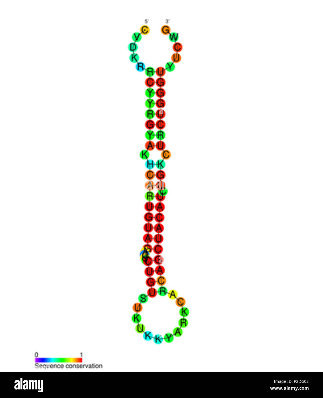 48 RF00651 Banque D'Images