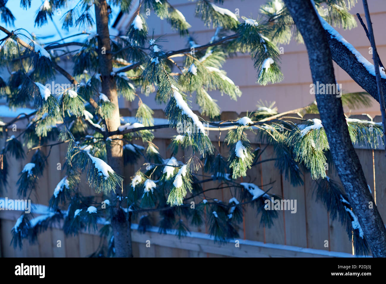 De l'hiver blanc frais de la neige sur les branches d'un conifère toujours vert, aux côtés d'un bâtiment Banque D'Images