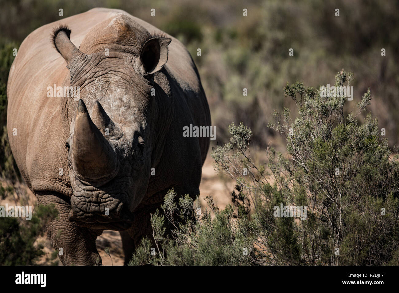 Rhinoceros debout sur un terrain poussiéreux Banque D'Images