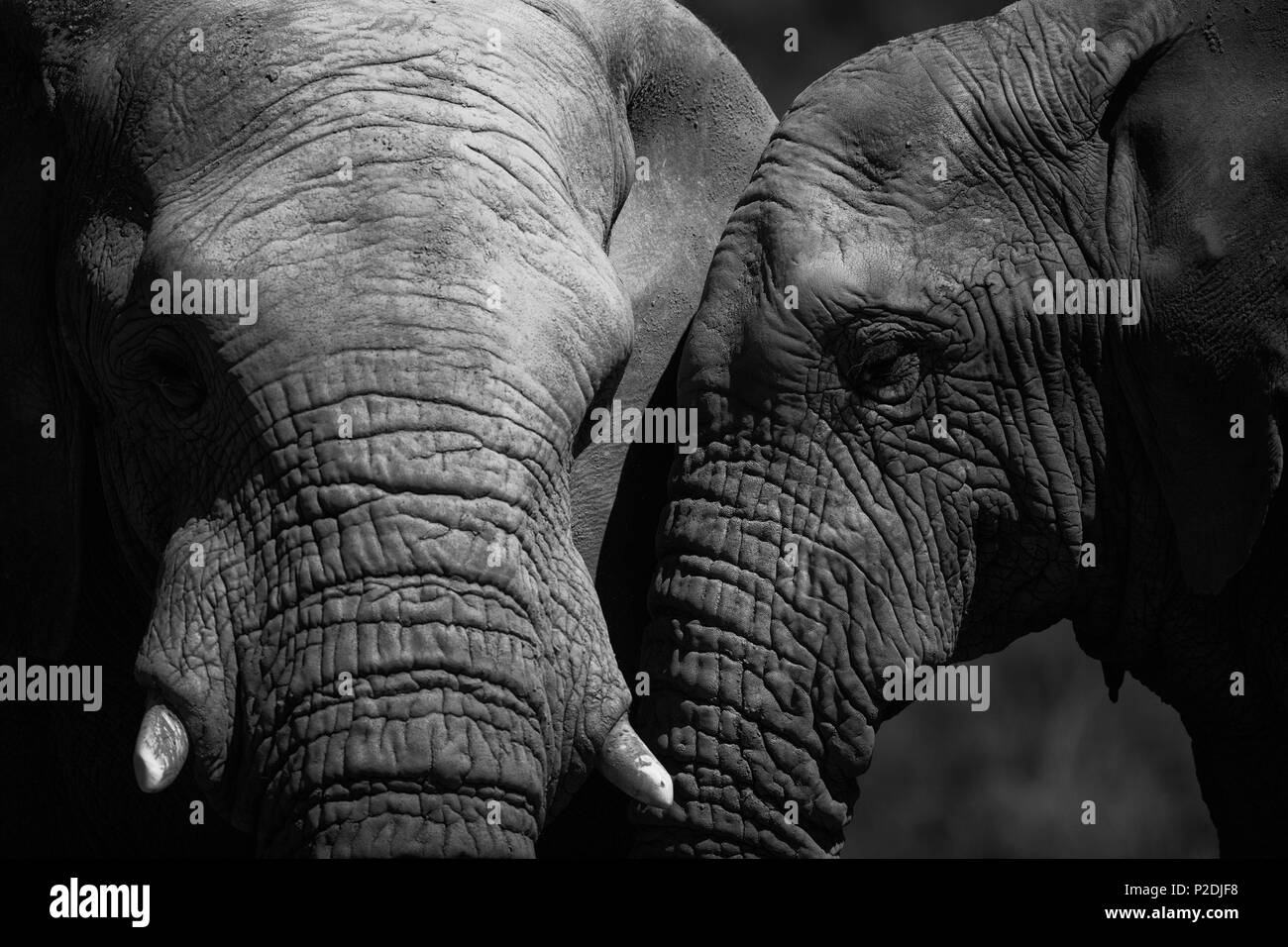 Deux éléphants dans la forêt Banque D'Images