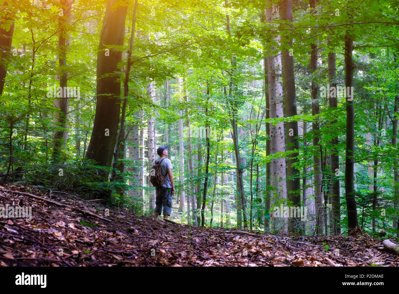 L'homme seul dans la forêt sauvage. Voyages et aventures concept. La photographie de paysage de montagnes Banque D'Images