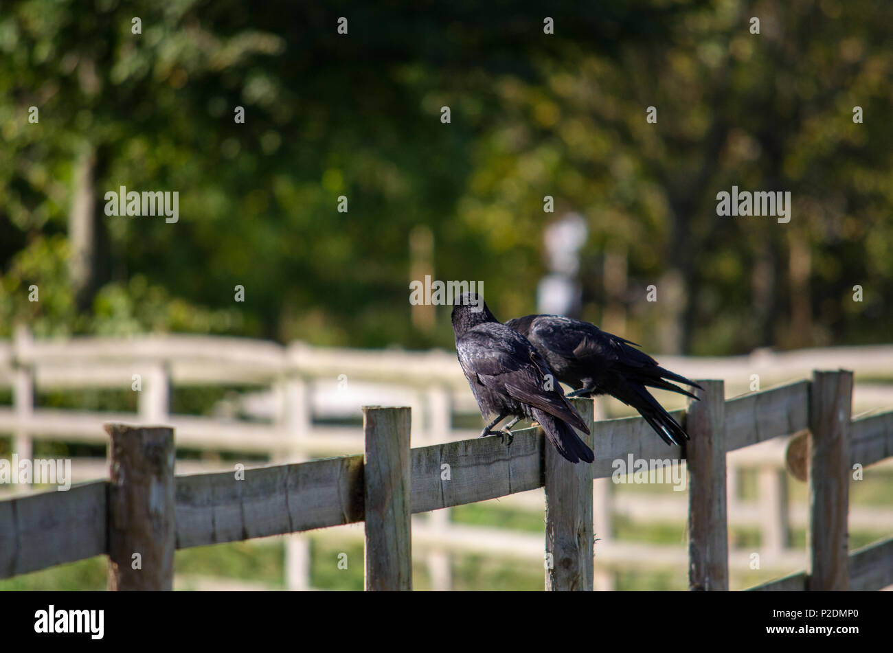 Deux corbeaux perchés sur une clôture en bois Banque D'Images