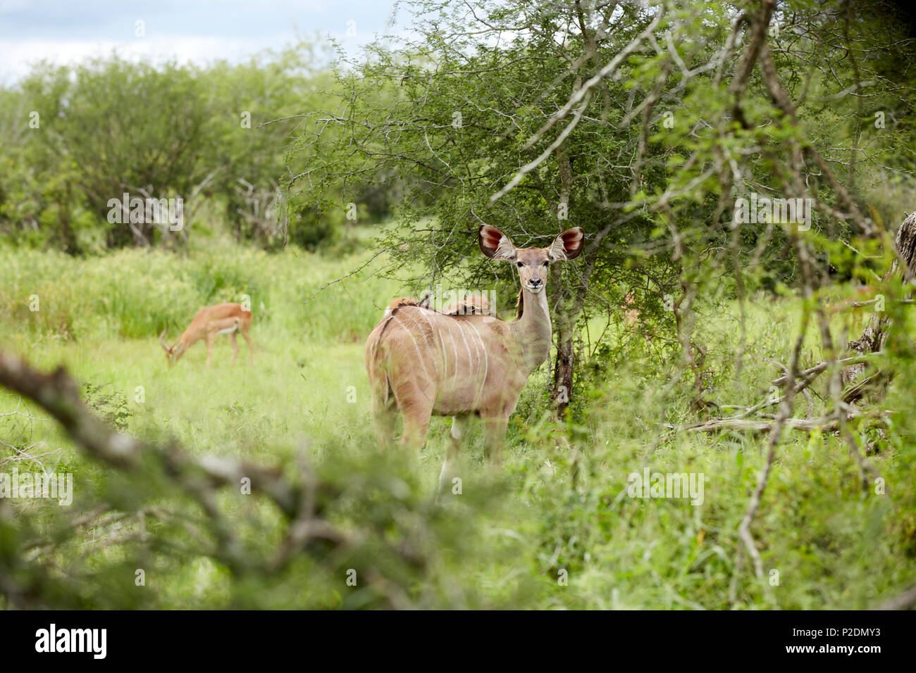 Le Kudu dans Kruger National Game Reserve, Afrique du Sud Banque D'Images
