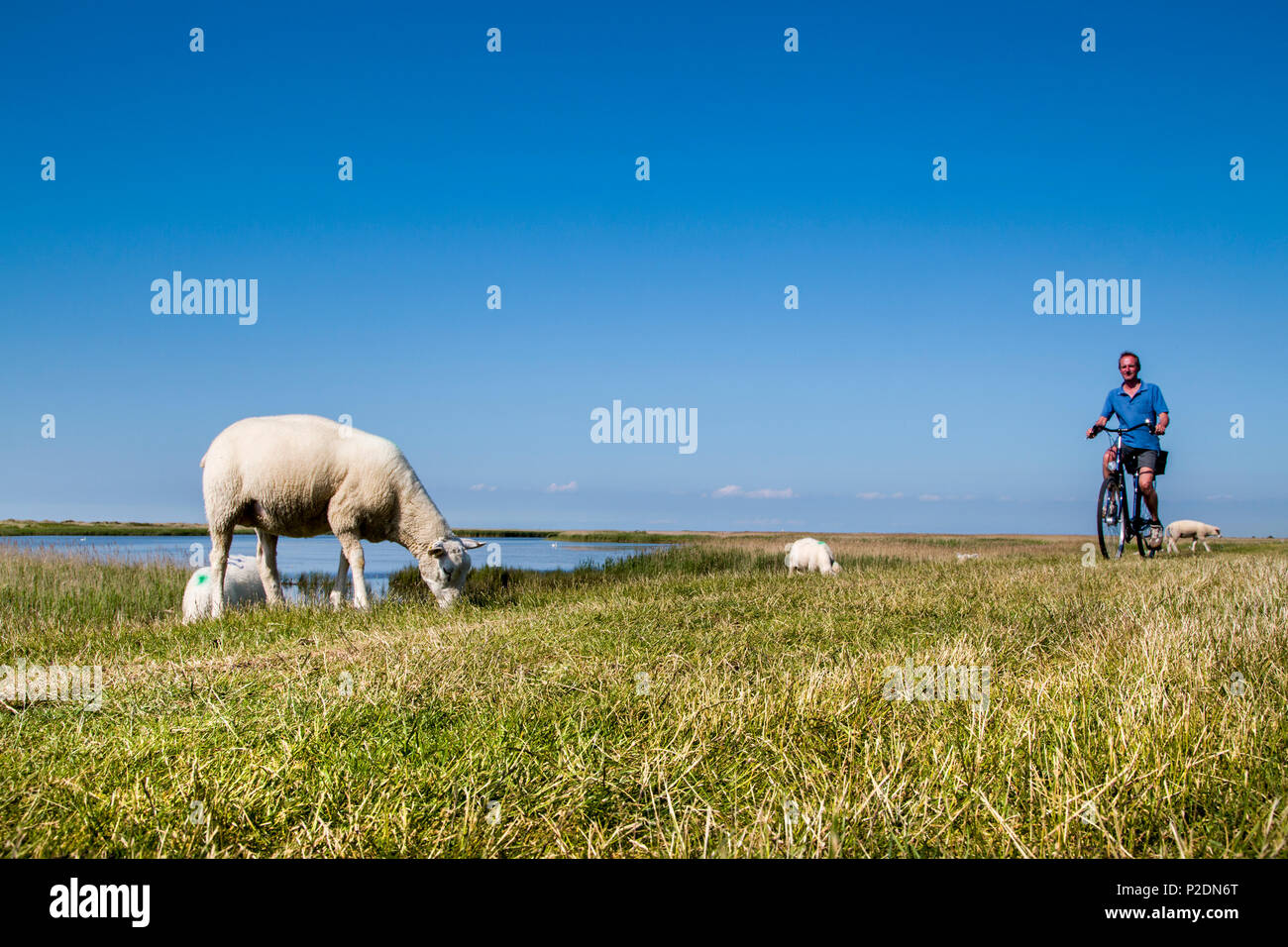 Des cyclistes et des moutons sur la digue, l'île de Fehmarn, Westermarkelsdorf, côte de la mer Baltique, Schleswig-Holstein, Allemagne Banque D'Images