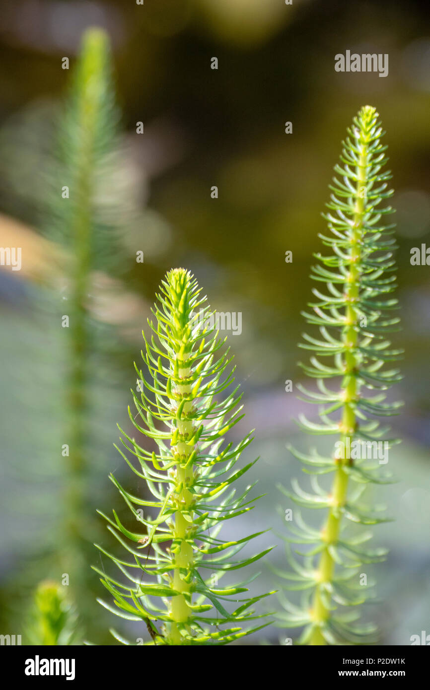 La Mare (Hippuris vulgaris) Banque D'Images