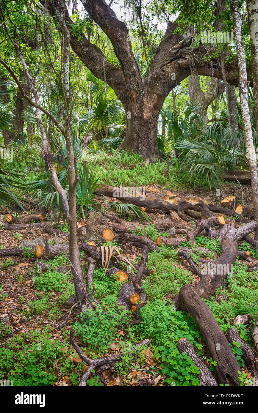 Formes habitat Banque de photographies et d’images à haute résolution