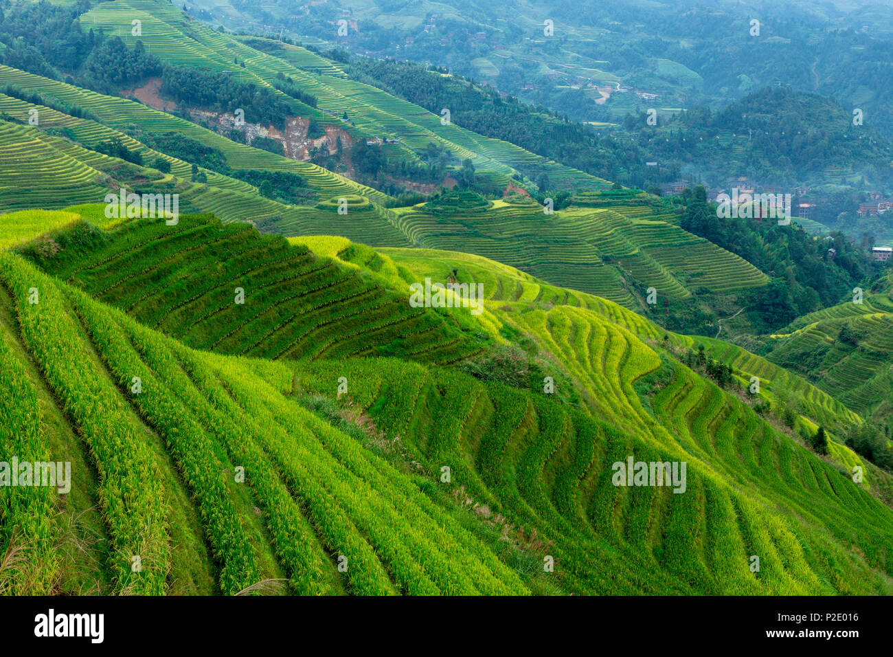 Terrasses de riz en Chine Dazhai Banque D'Images