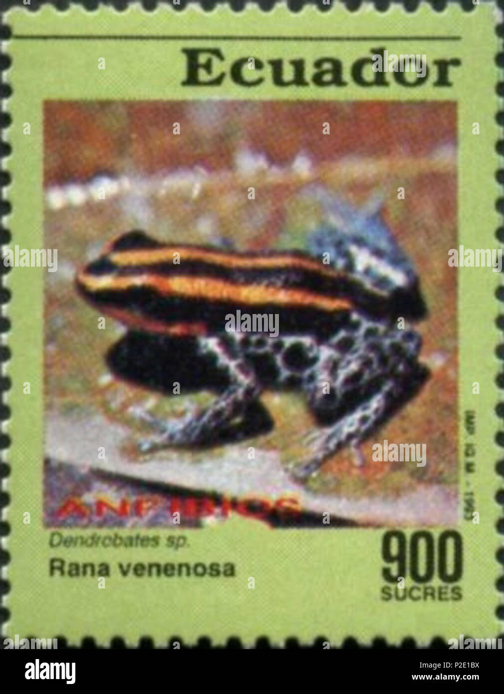 . Ranitomeya ventrimaculata . 1993. Poster de l'Équateur 44 Ranitomeya ventrimaculata 1993 cachet de l'Équateur Banque D'Images
