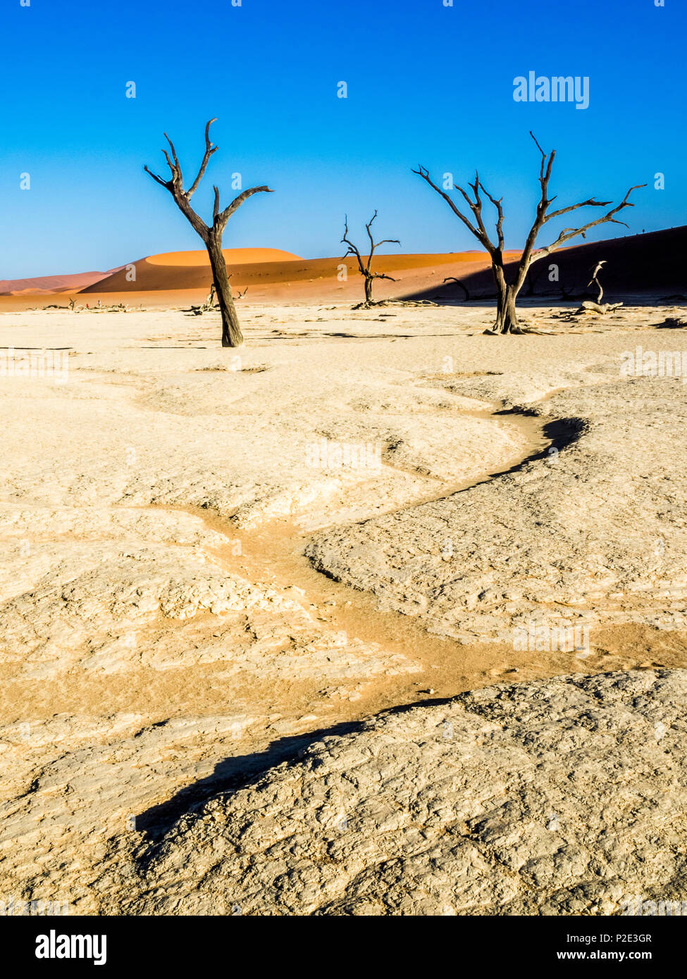 Guépard femelle sur dune de sable rouge Namibie Banque D'Images