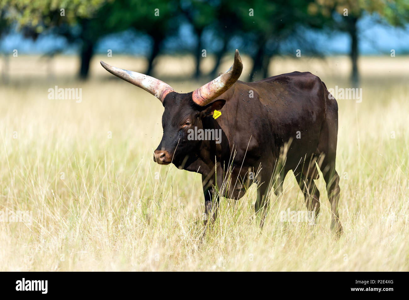 Bovins Heck (Bos primigenius f. taurus) Banque D'Images