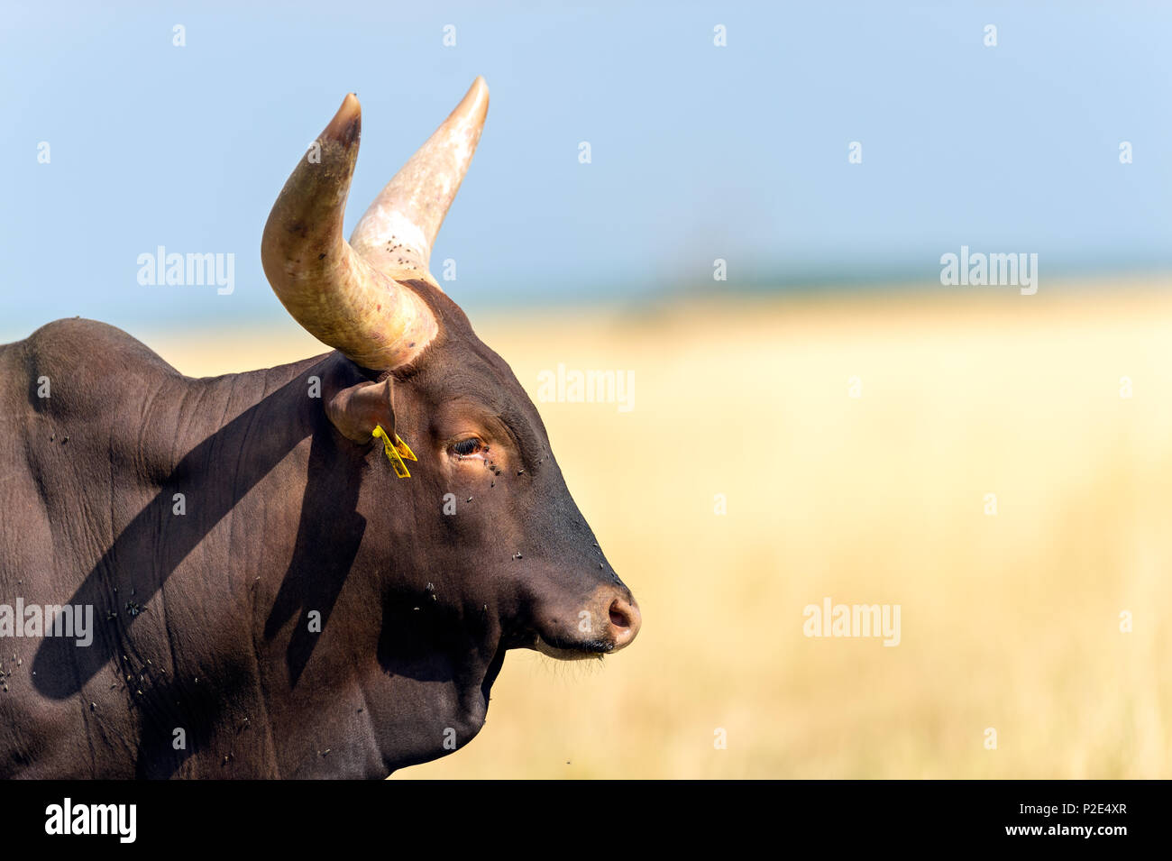 Bovins Heck (Bos primigenius f. taurus) Banque D'Images