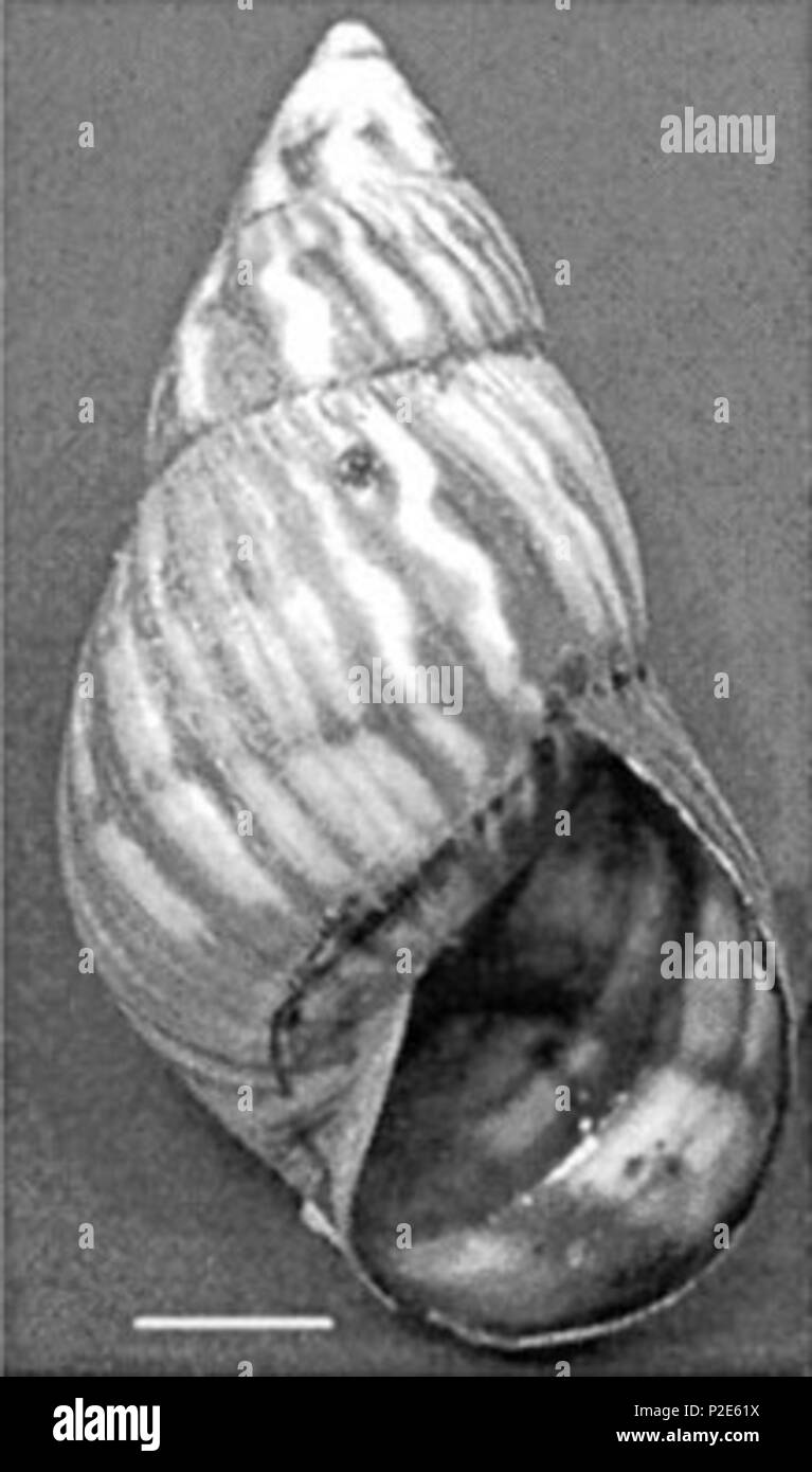 . Anglais : Noir et blanc photo de la vue sur le bord de la coquille d'Orthalicus undatus jamaicensis, synonyme : Orthalicus jamaicensis de Jamaïque. Barre d'échelle  = 1 cm. L'année 2002. John F. Lindo, Cecilia Waugh, John Hall, Colette, Cunningham-Myrie Deanna Ashley, Mark L. Eberhard, James J. Sullivan, Henry S. Bishop, David G. Robinson, Timothy Holtz, et Ralph D. Robinson 39 Orthalicus undatus jamaicensis shell Banque D'Images