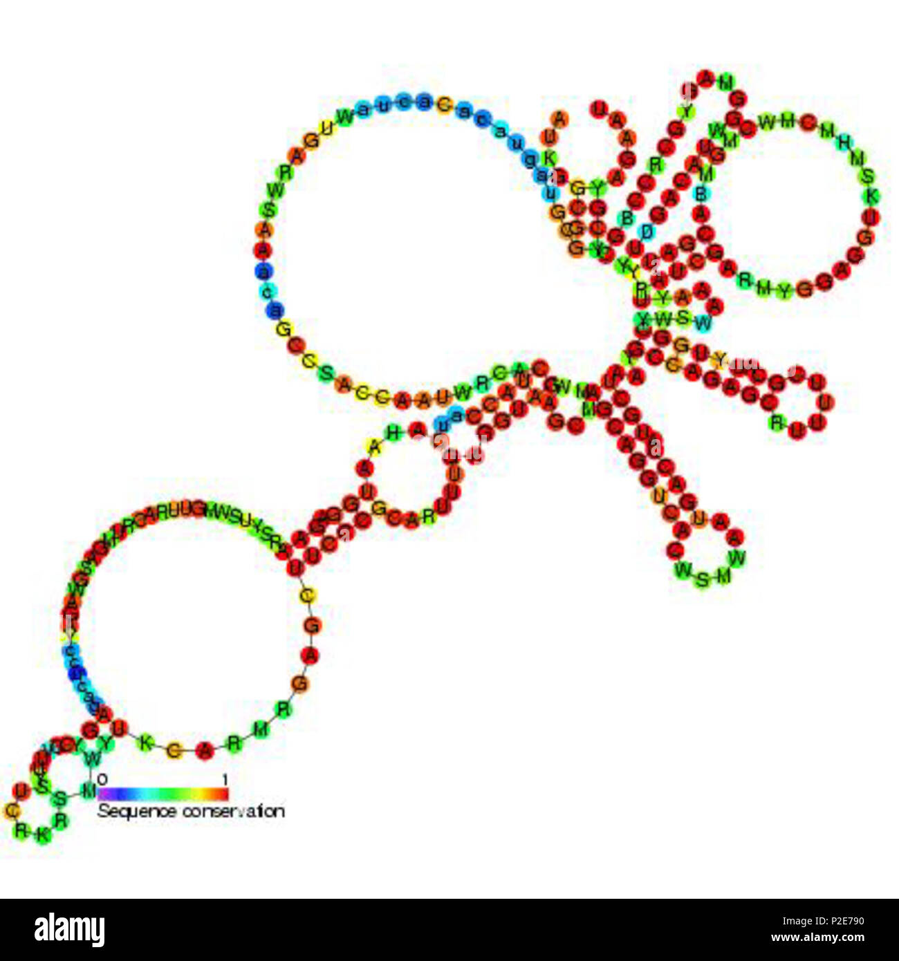 . Anglais : Image a été chargé à la Chambre des communes dans le cadre de la biologie moléculaire et cellulaire * base de données. Voici le lien vers la discussion. . Ce fichier n'est pas informations sur l'auteur. 47 RF00470 Banque D'Images