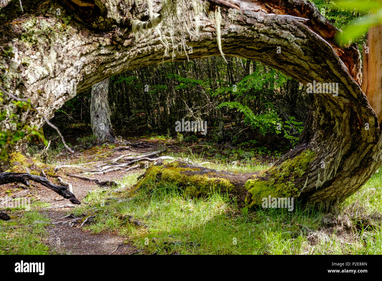 Un tronc d'arbre cassé est suspendu dans une position délicate sur un chemin de randonnée dans le parc national de Tierra del Fuego à Ushuaia, en Argentine. Banque D'Images