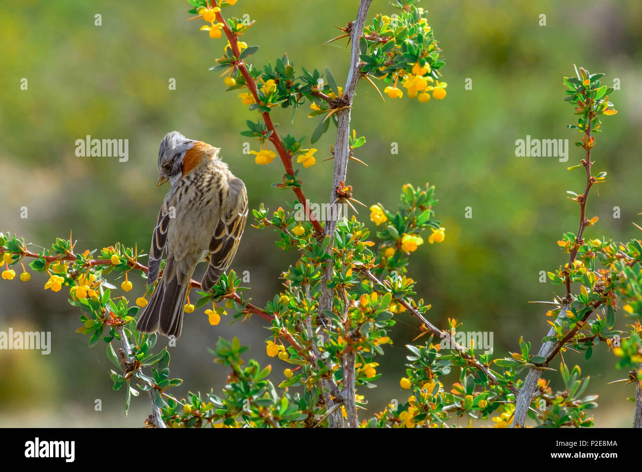 Un bruant à tête sparrow est assis sur une branche d'arbustes dans la Laguna Nimez, une zone de protection des zones humides dans la ville d'El Calafate Argentine. Banque D'Images