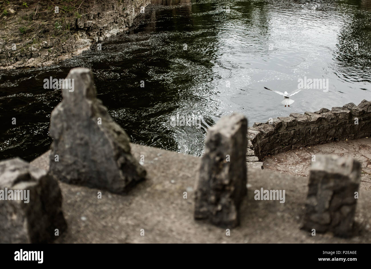 Les goélands communs, voler dans et autour de la rivière Grand, puisqu'il traverse la ville de Fergus, en Ontario. Banque D'Images