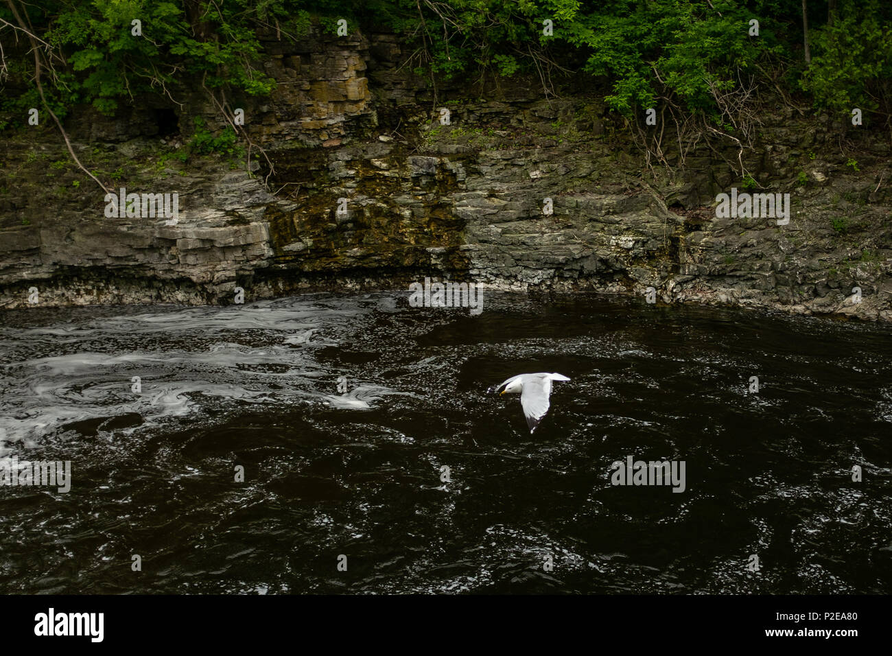 Les goélands communs, voler dans et autour de la rivière Grand, puisqu'il traverse la ville de Fergus, en Ontario. Banque D'Images