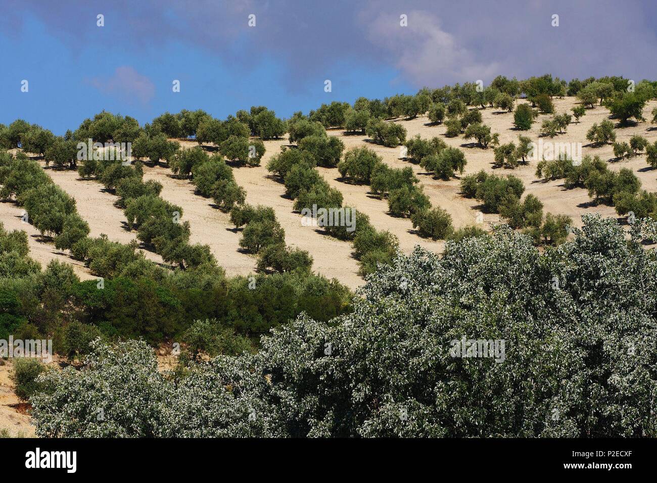 Espagne, Andalousie, Baena, colline couverte d'oliviers commandé pointillisme Banque D'Images