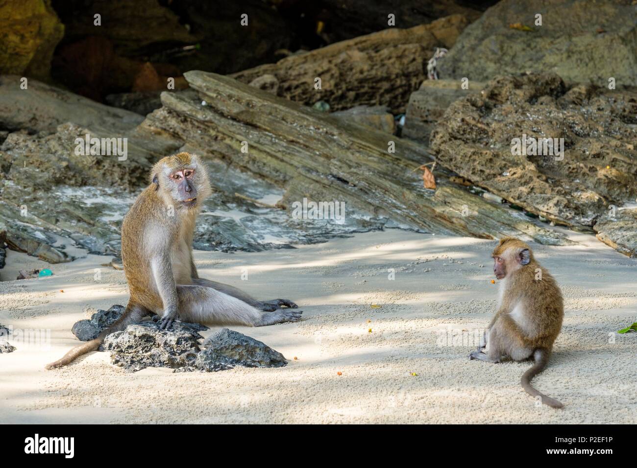 La Thaïlande, province de Phang Nga, Parc national marin de Tarutao, Ko Tarutao island, Ao Molae bay, le crabe-eating macaque (Macaca fascicularis) Banque D'Images