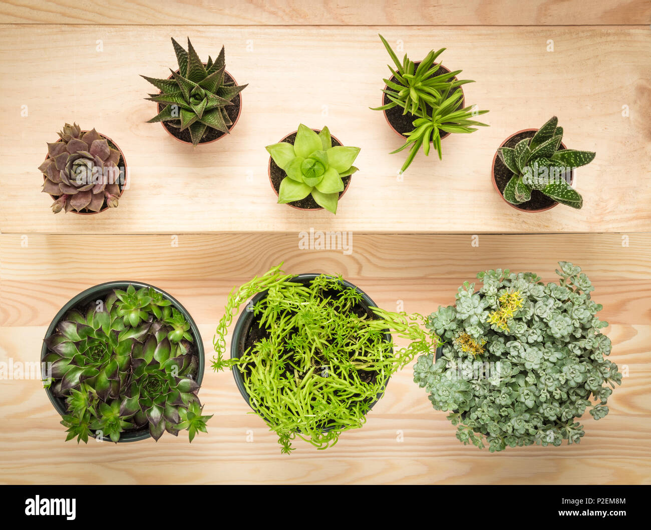 Différents types de plantes succulentes en pot sur fond de bois. Banque D'Images