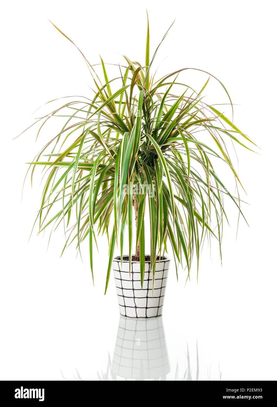 Calathea, ou Madagascar arbre dragon. Belle plante tropicale dans un pot peint à la main. Banque D'Images